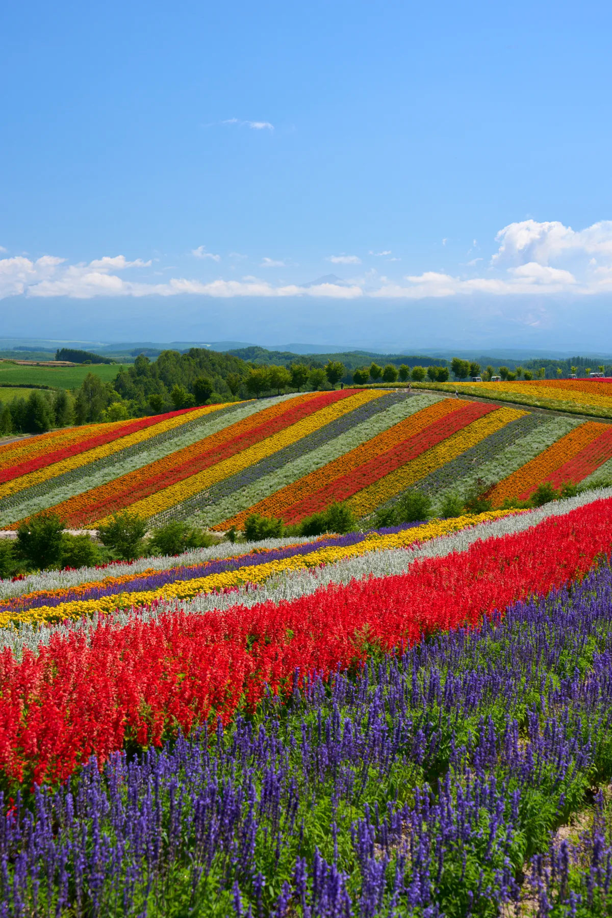 Biei (2026) | Hokkaido | Landscapes of Japan