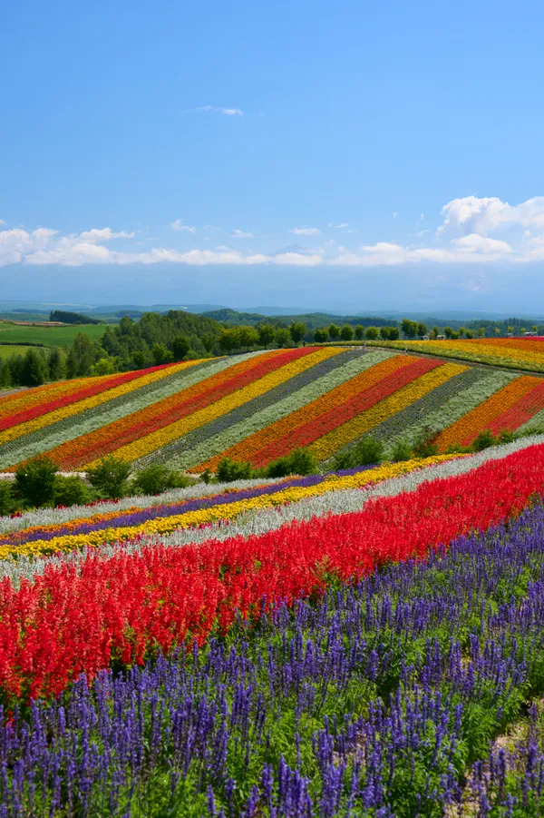 Biei (2026) | Hokkaido | Landscapes of Japan