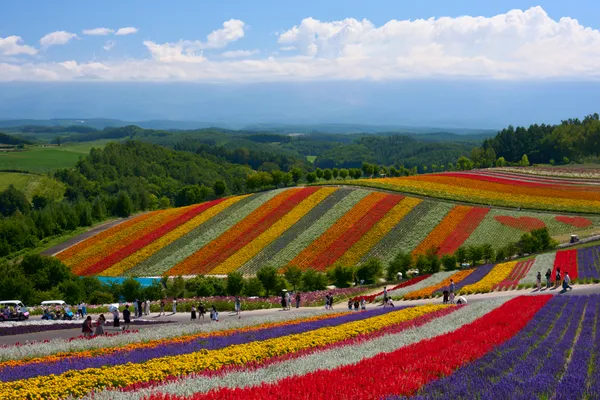 Biei (2026) | Hokkaido | Landscapes of Japan