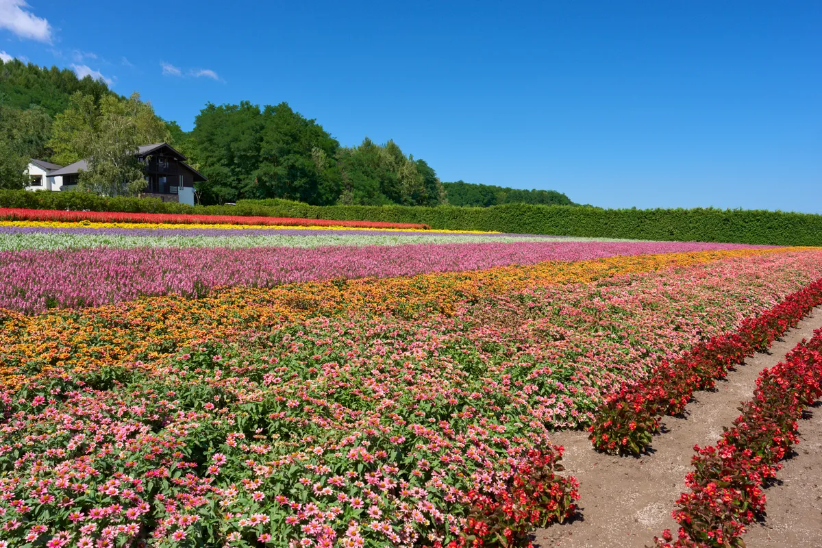 Furano (2026) — Lavender + Flower Fields | Hokkaido | Landscapes of Japan