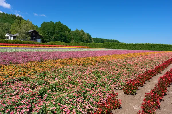 Furano (2026) — Lavender + Flower Fields | Hokkaido | Landscapes of Japan
