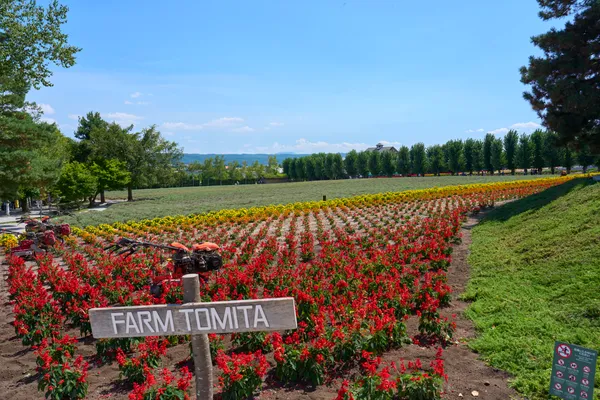 Furano (2026) — Lavender + Flower Fields | Hokkaido | Landscapes of Japan