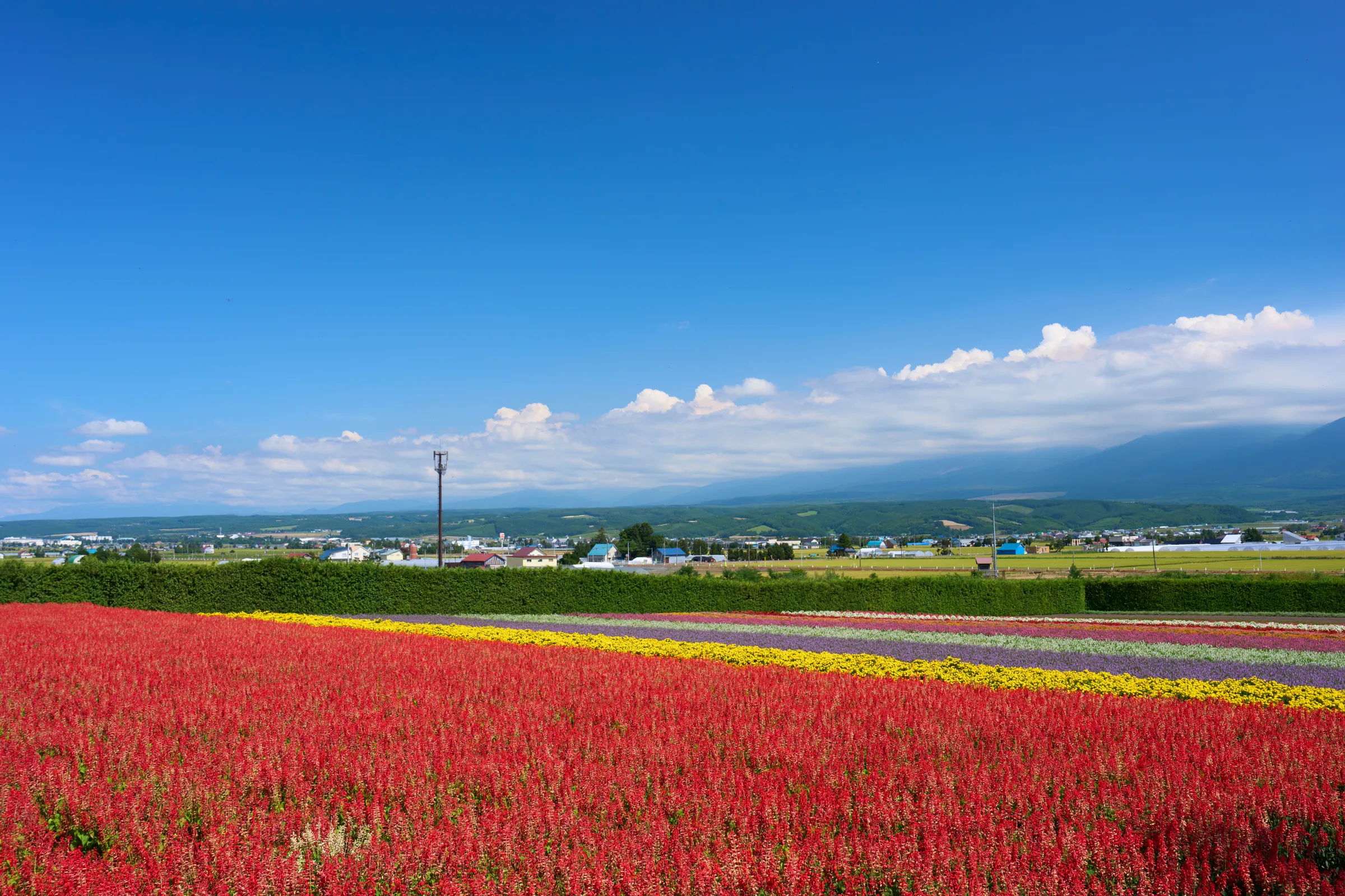 Furano (2026) — Lavender + Flower Fields | Hokkaido | Landscapes of Japan