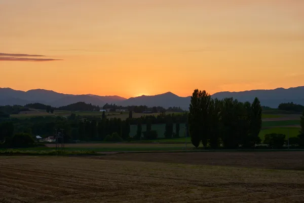 Furano (2026) — Lavender + Flower Fields | Hokkaido | Landscapes of Japan