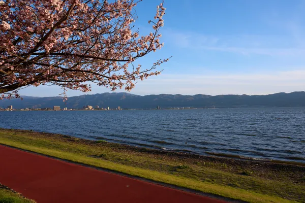 Lake Suwa - Nagano | Cherry Blossoms