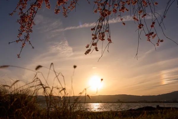Lake Suwa - Nagano | Cherry Blossoms