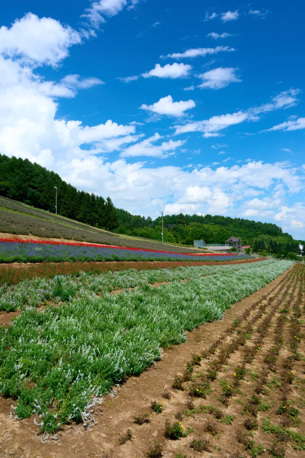 富良野 - 北海道