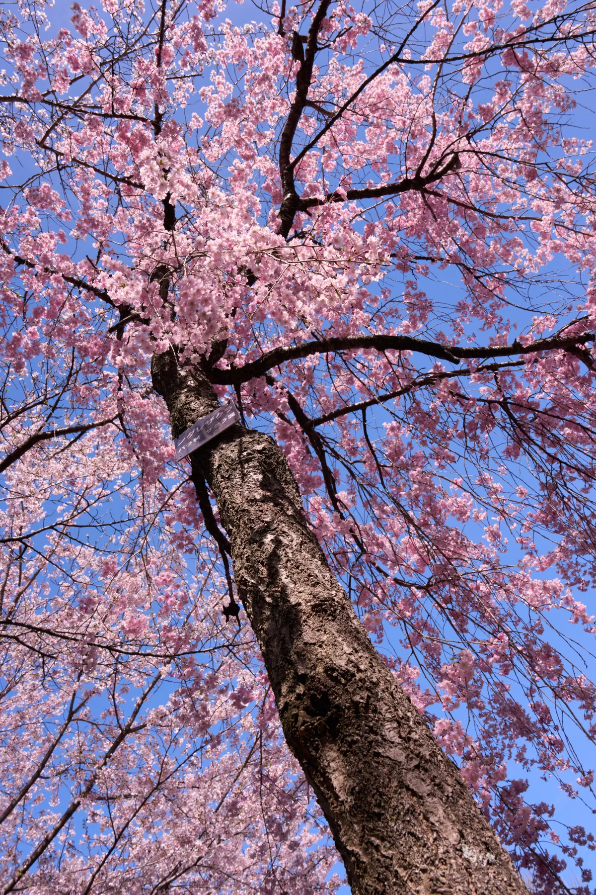 Takashima Park (Suwa) - Nagano | Cherry Blossoms