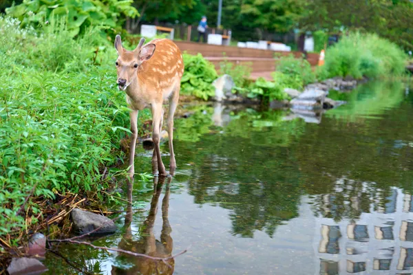 Akan - Hokkaido | Animals