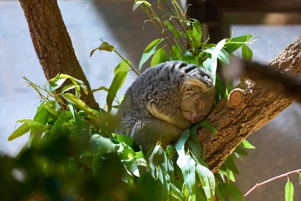 Higashiyama Zoo - Aichi | Animals