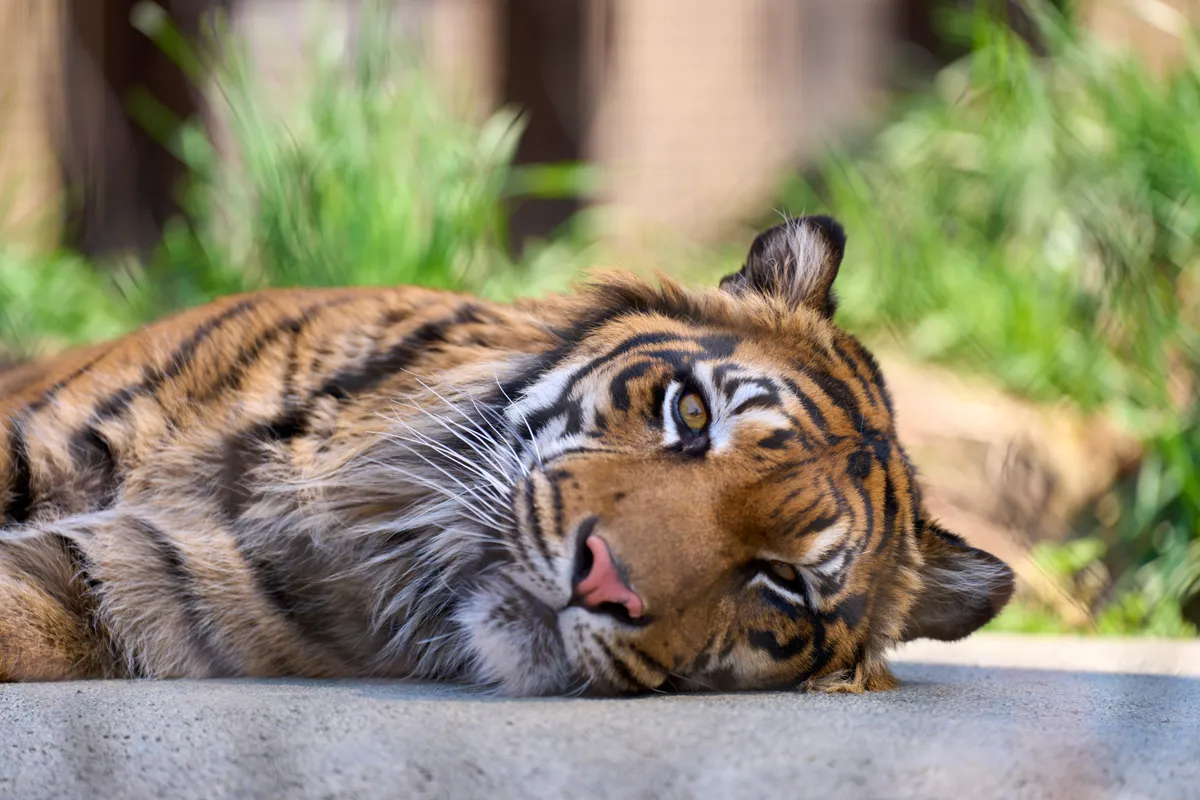 Higashiyama Zoo (2026) | Aichi | Landscapes of Japan
