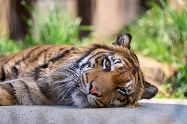 Higashiyama Zoo - Aichi | Animals