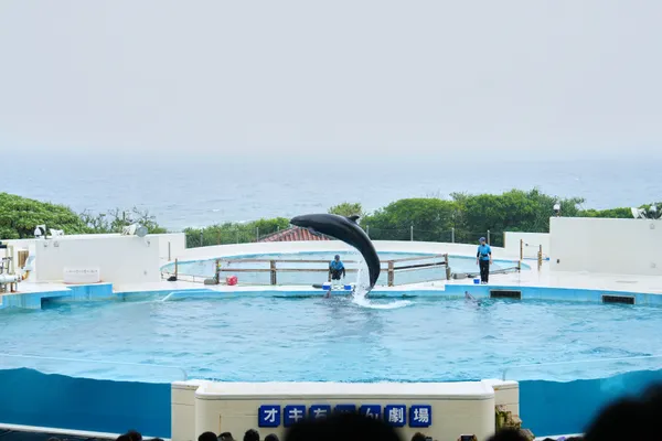 Okinawa - Okinawa | Animals