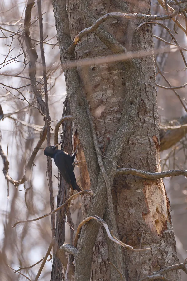 Sapporo - Hokkaido | Birds