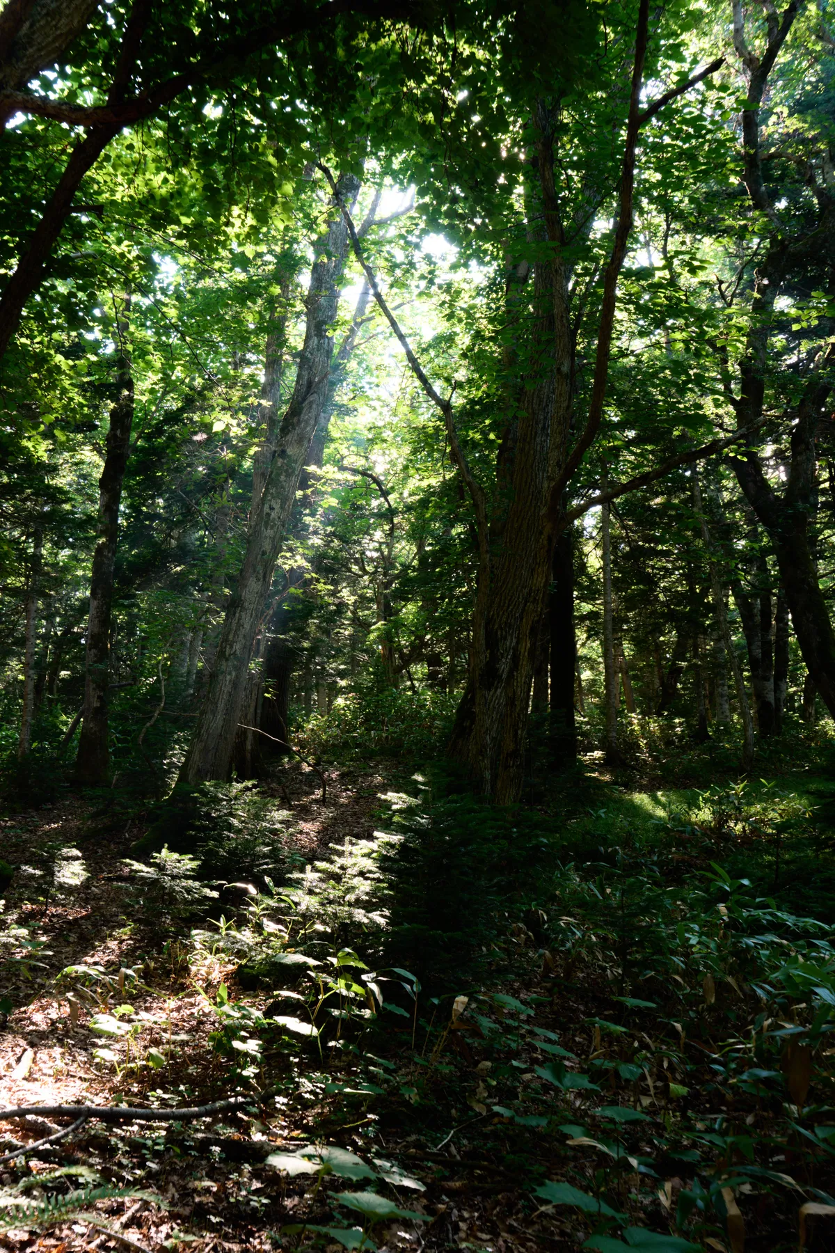 Shiretoko - Hokkaido | #Mountain