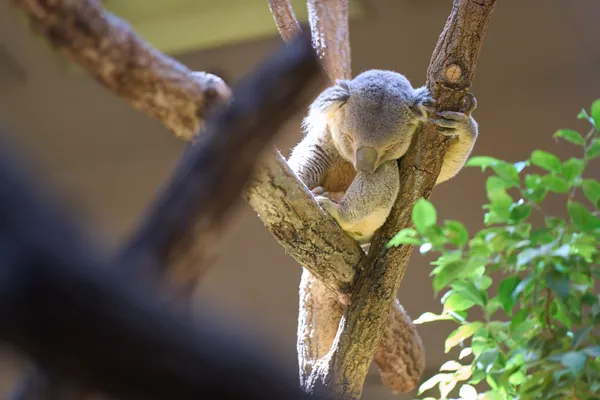 Higashiyama Zoo - Aichi | Animals