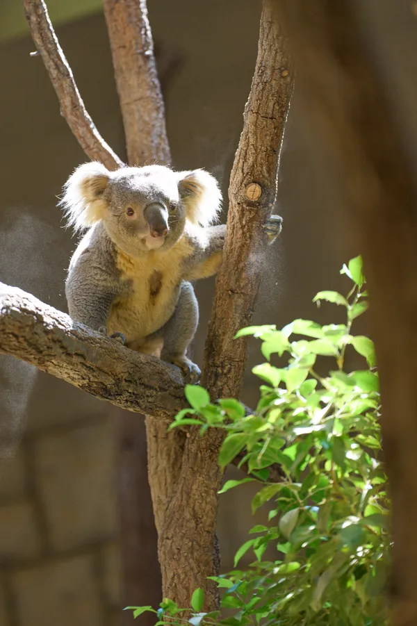 Higashiyama Zoo - Aichi | Animals