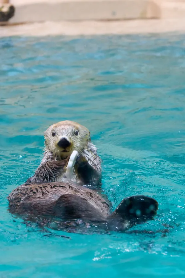 Toba Aquarium - Mie | Animals