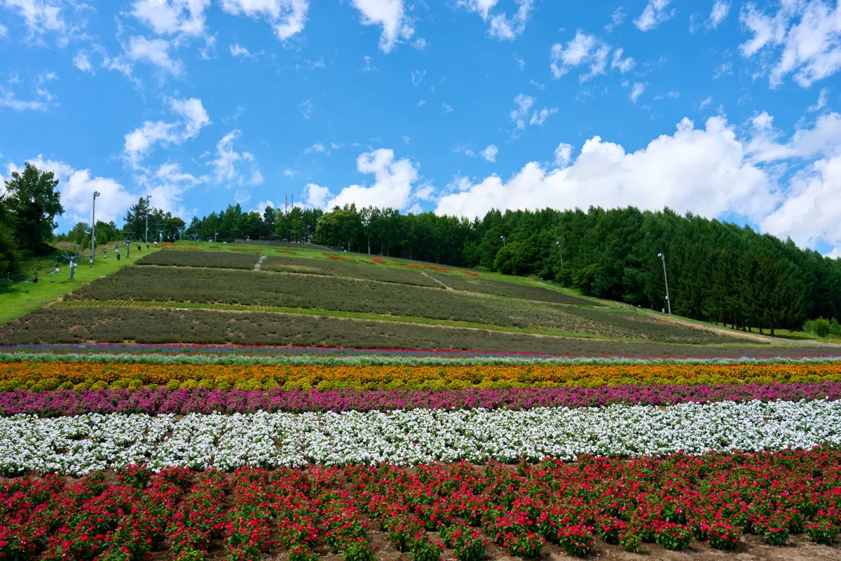 Furano - Hokkaido | #Macro
