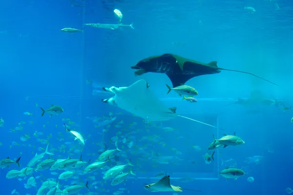 Okinawa - Okinawa | Animals