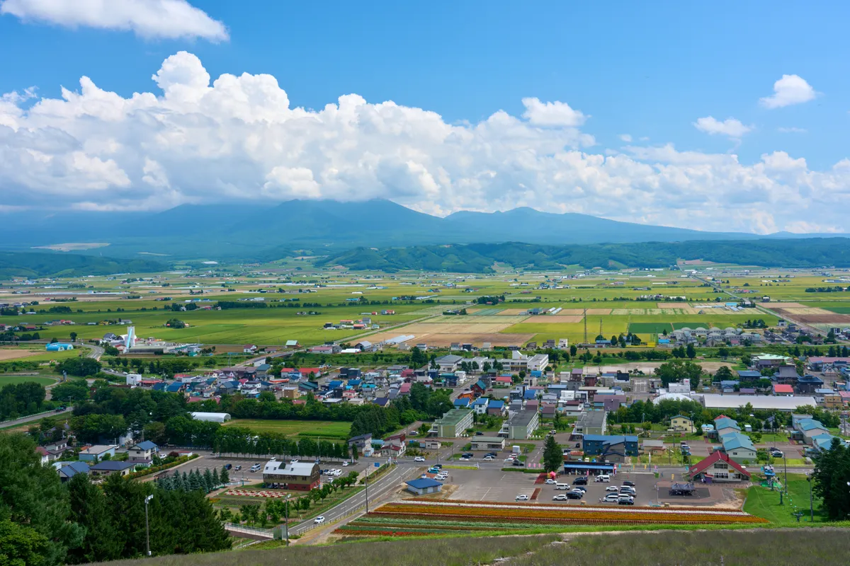 Furano - Hokkaido | #Macro