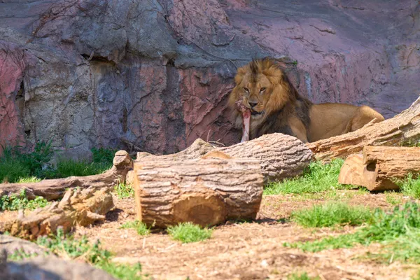 Higashiyama Zoo - Aichi | Animals