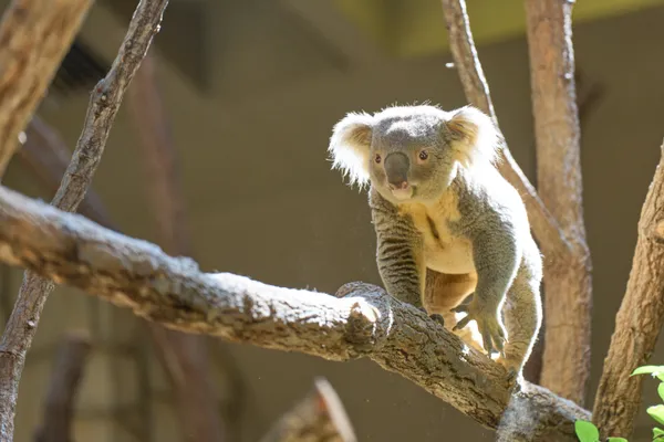 Higashiyama Zoo - Aichi | Animals
