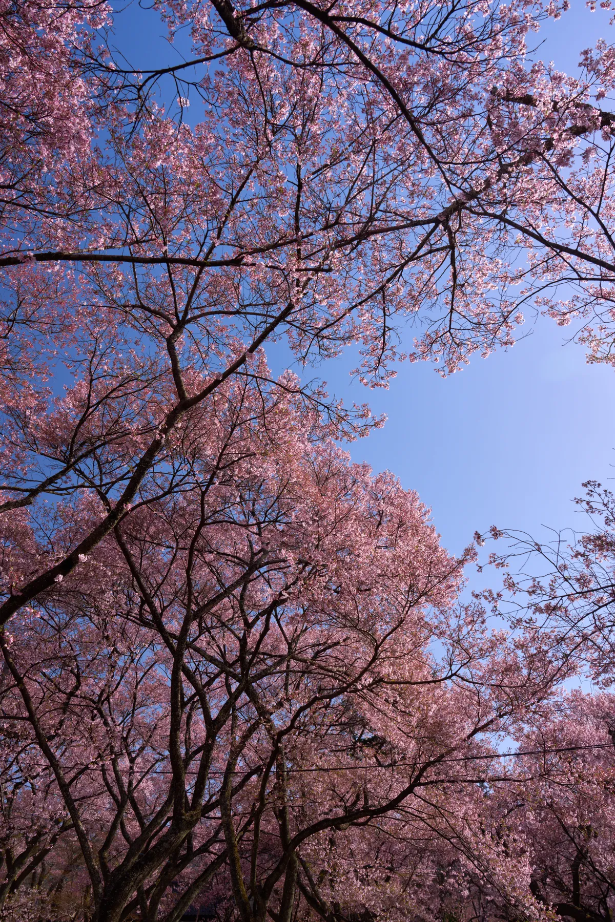 Takato Castle Park - Nagano | Cherry Blossoms