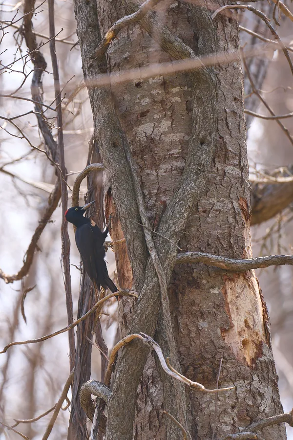 Sapporo - Hokkaido | Birds