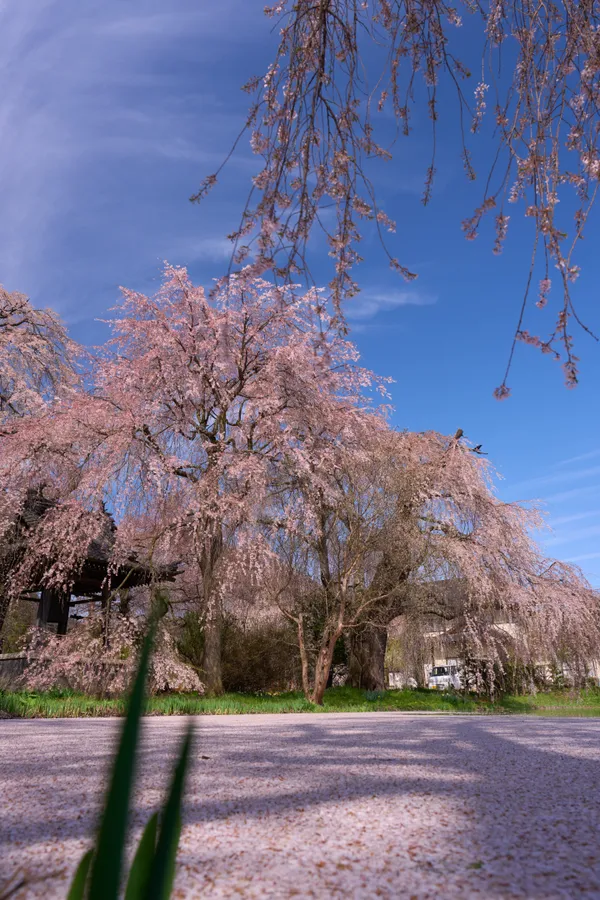 安養寺 - 長野県