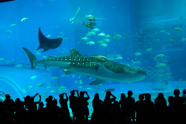 Okinawa - Okinawa | Animals