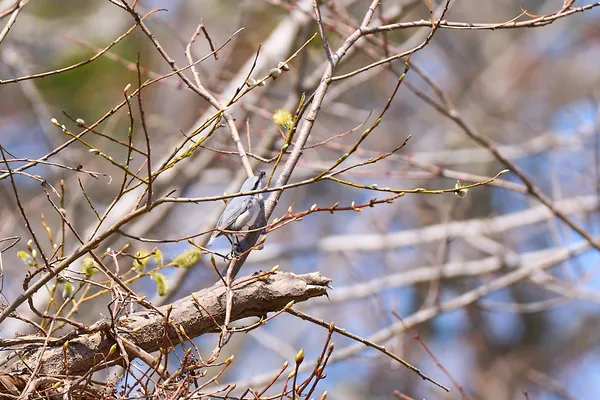 Sapporo - Hokkaido | Birds