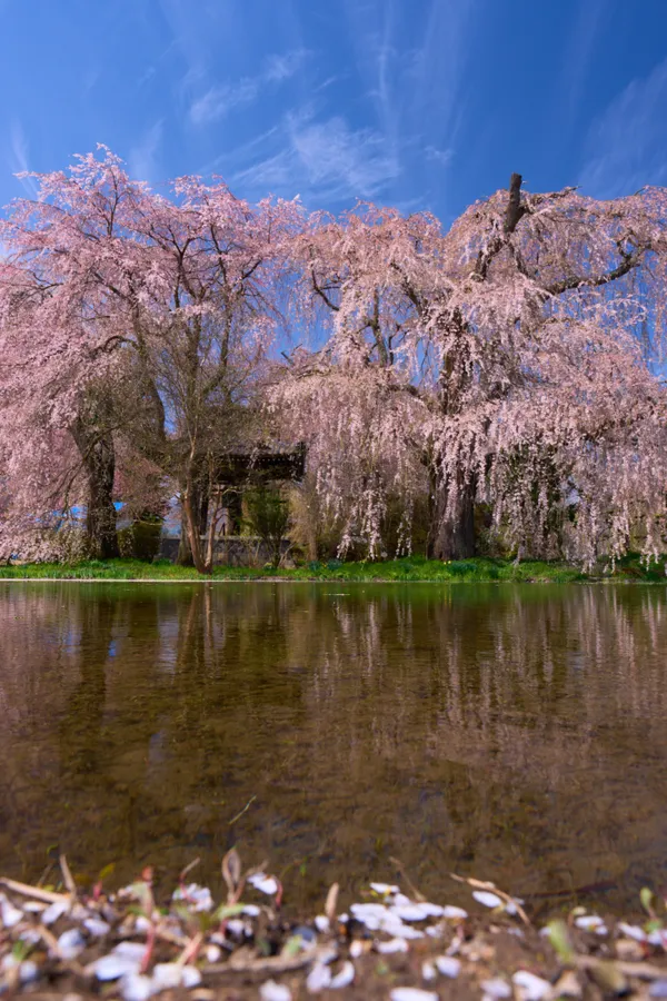 安養寺 - 長野県