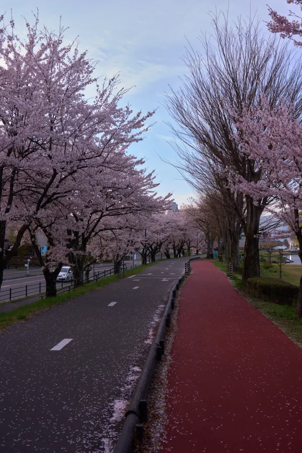 Lake Suwa - Nagano | Cherry Blossoms