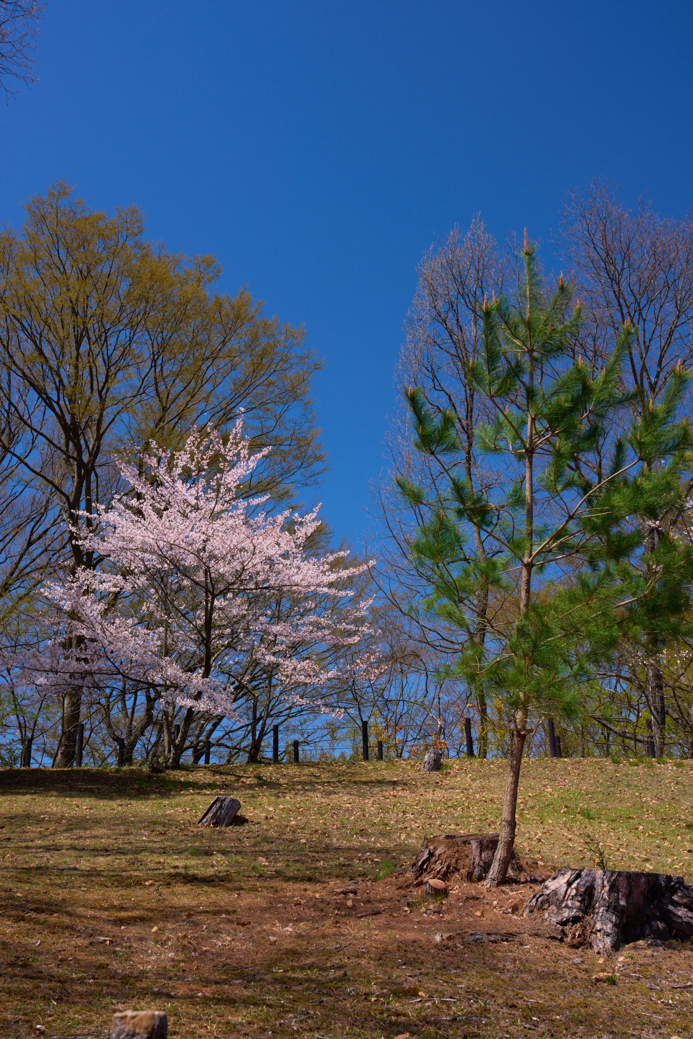 城山公園(松本市) (2026) | 長野県 | Landscapes of Japan