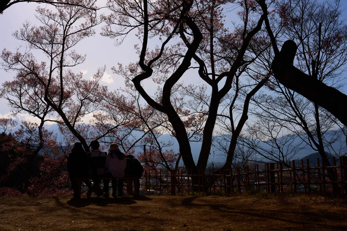 Takato Castle Park - Nagano | Cherry Blossoms