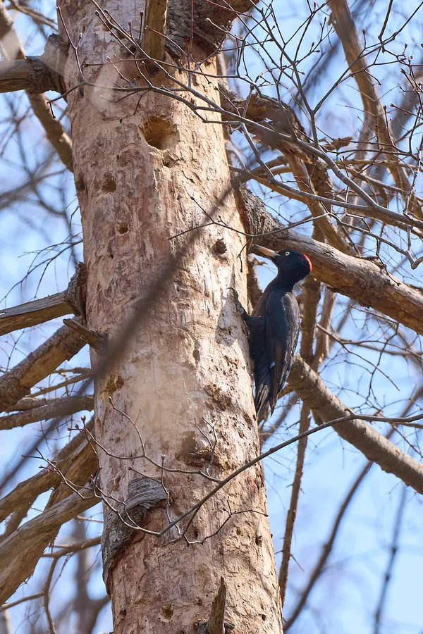 Sapporo - Hokkaido | Birds
