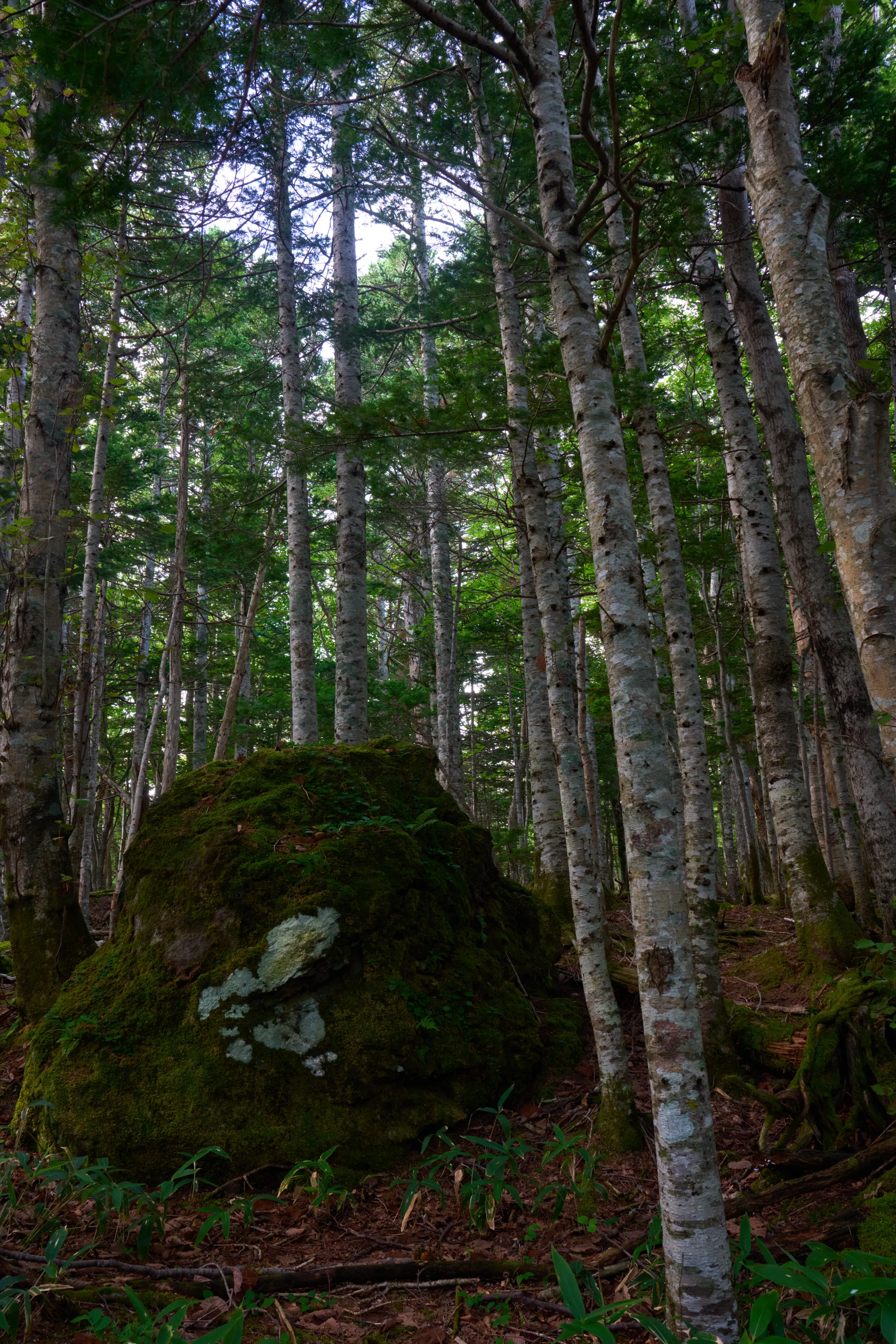 知床 (2025) | 北海道 | Landscapes of Japan