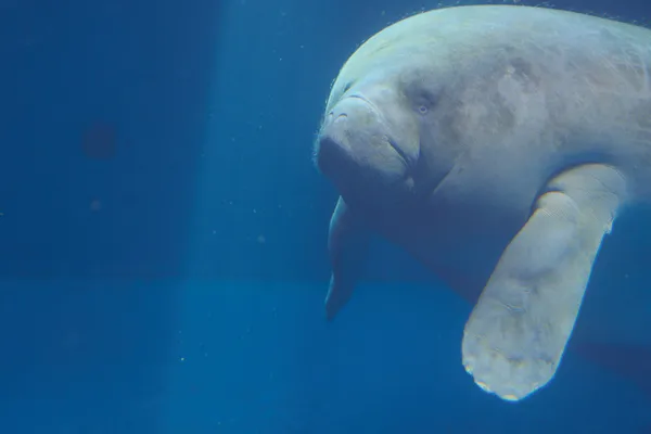 Toba Aquarium - Mie | Animals