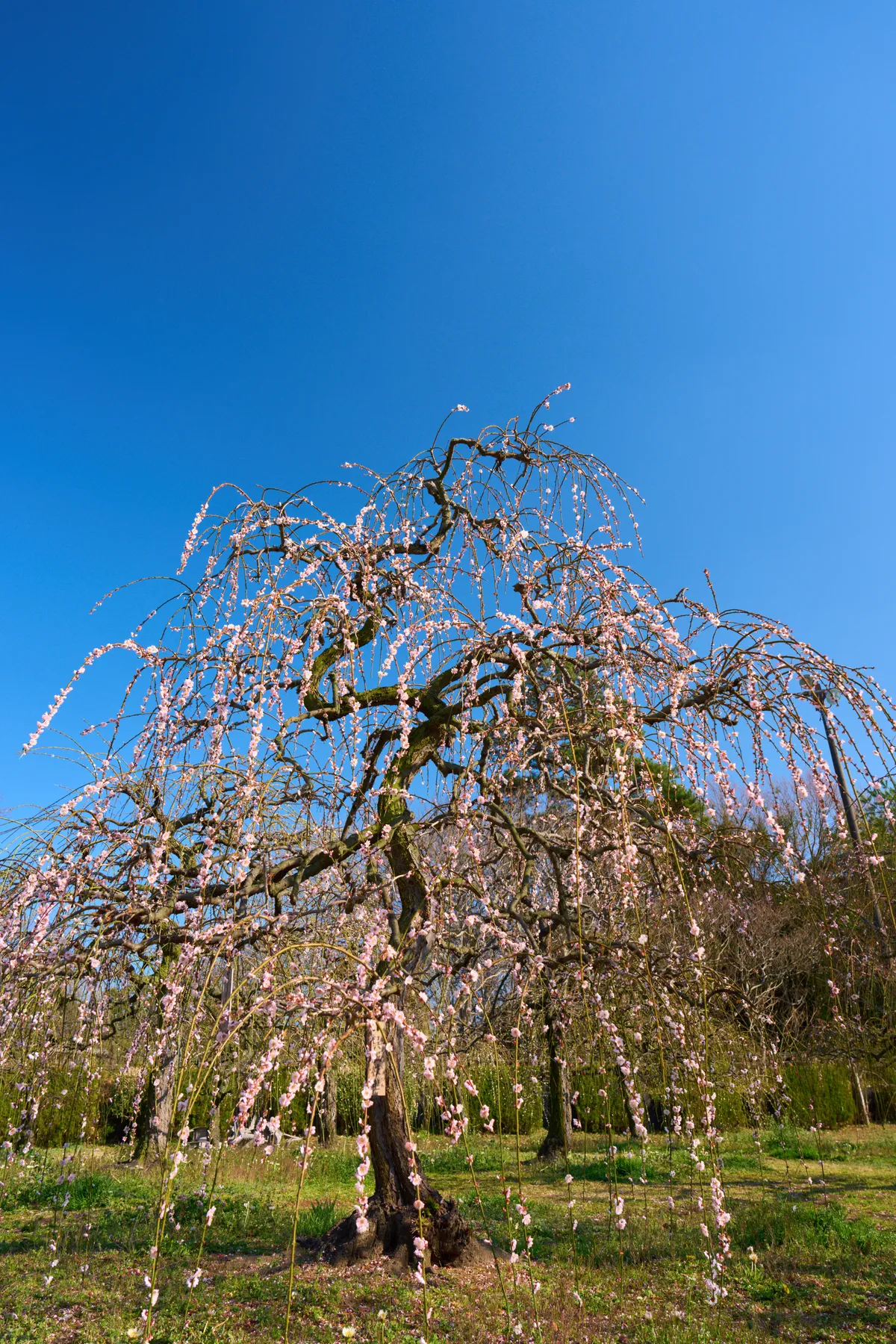 Pflaumenblüten-Park (2026) | Mie | Landscapes of Japan