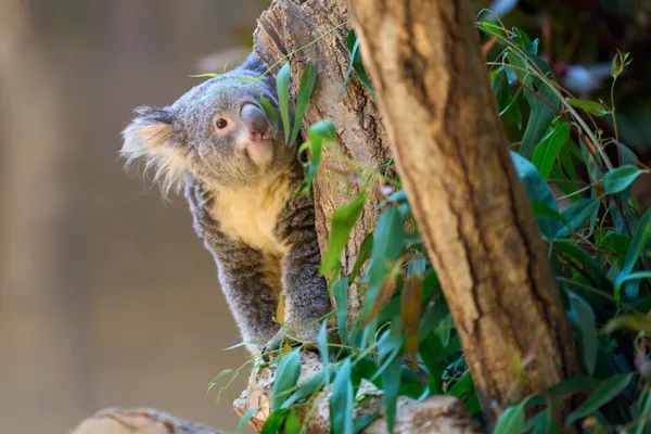 Higashiyama Zoo - Aichi | Animals