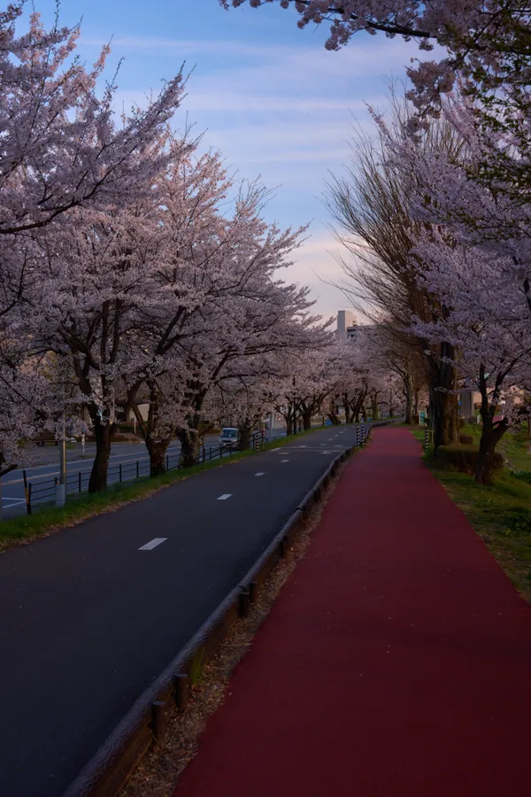 Lake Suwa - Nagano | Cherry Blossoms