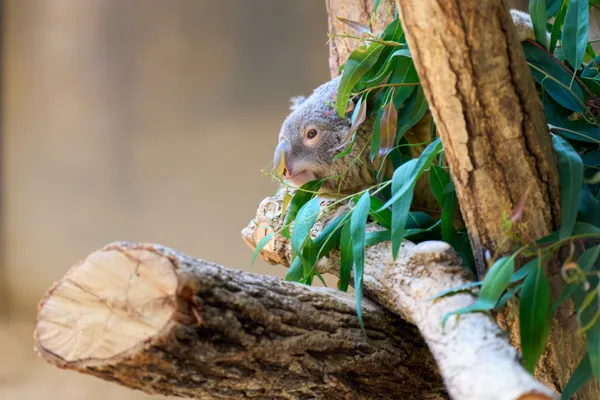 Higashiyama Zoo - Aichi | Animals