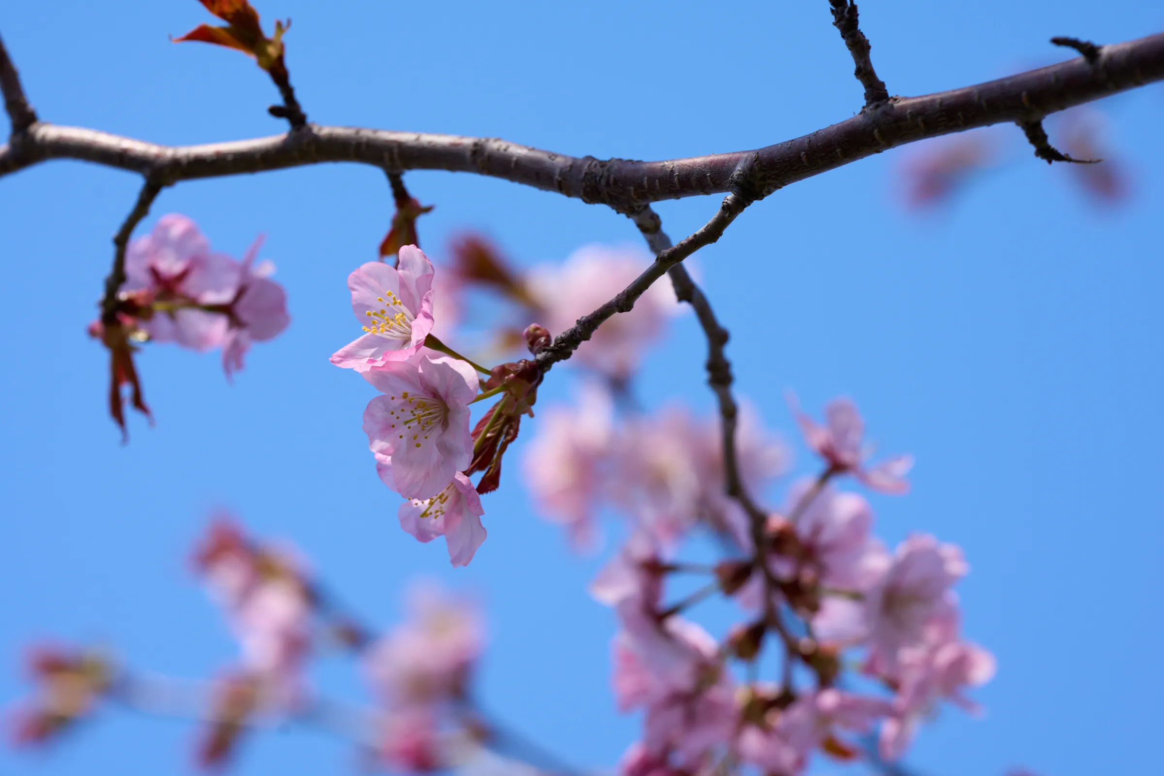 登別 (2025) | 北海道 | Landscapes of Japan