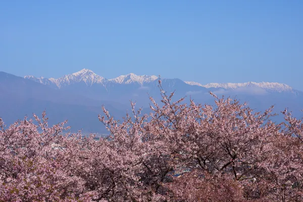 Kobo Mountain Tumulus - Nagano | Cherry Blossoms