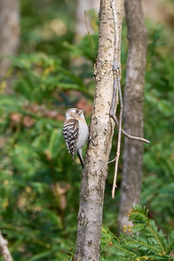 Sapporo - Hokkaido | Birds