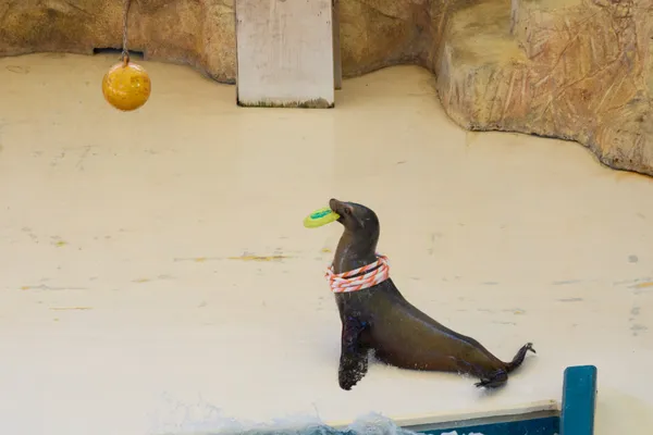 Toba Aquarium - Mie | Animals