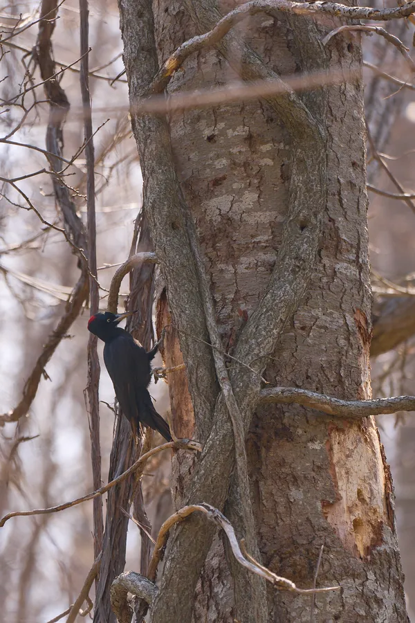 Sapporo - Hokkaido | Birds
