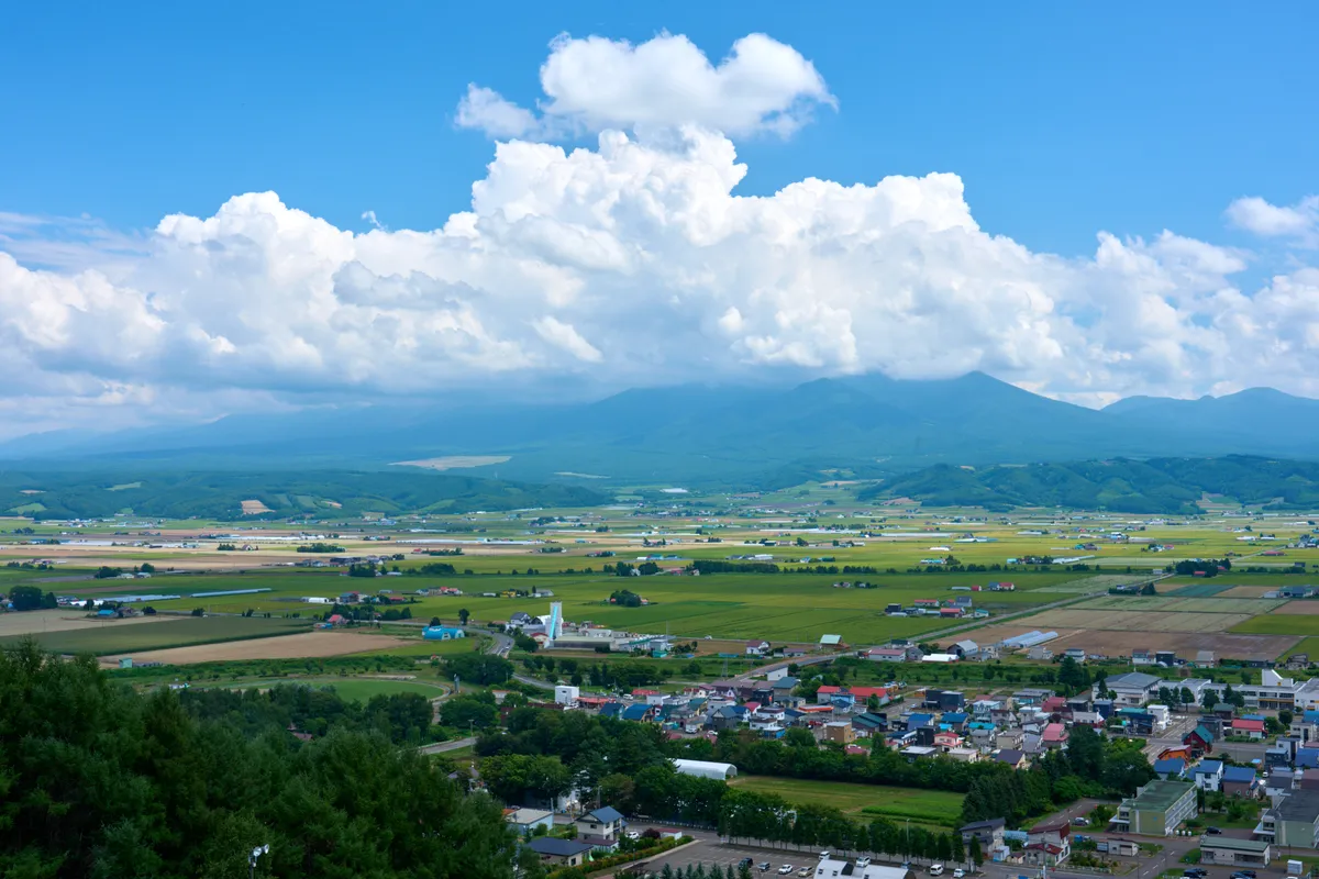 Furano - Hokkaido | #Macro
