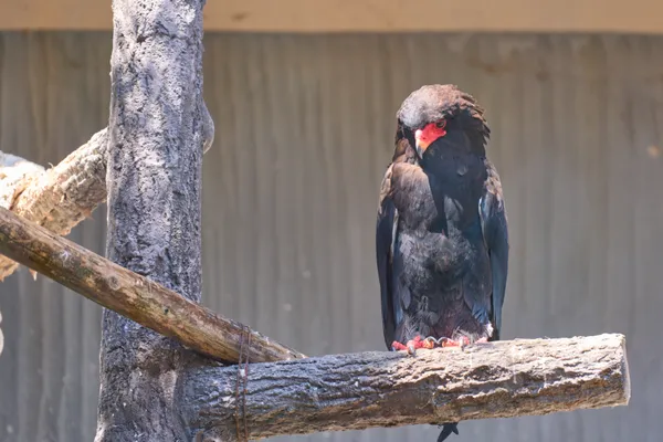 Higashiyama Zoo - Aichi | Birds